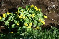 Caltha palustris