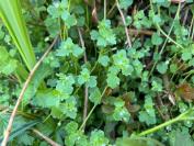 Veronica sublobata