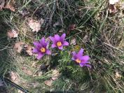 Pulsatilla vulgaris