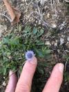 Globularia bisnagarica
