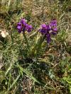 Anacamptis morio