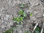 Sedum cepaea