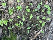 Sedum cepaea