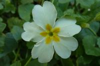 Primula vulgaris