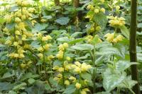 Lamium galeobdolon