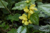 Lamium galeobdolon