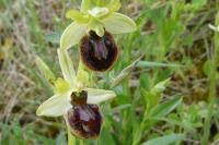 Ophrys aranifera