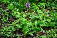 Orchis mascula