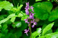 Orchis mascula