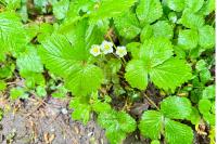Fragaria vesca