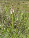 Anacamptis morio