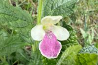 Melittis melissophyllum