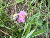 Lathyrus linifolius