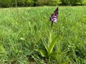 Orchis purpurea