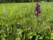 Anacamptis morio
