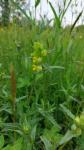 Rhinanthus minor