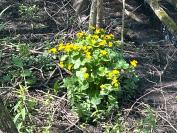 Caltha palustris