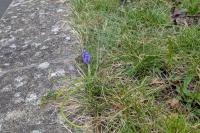 Muscari neglectum