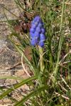 Muscari neglectum