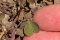 Oxalis corniculata