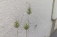 Lagurus ovatus