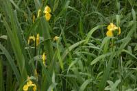 Iris pseudacorus