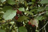 Prunus cerasifera