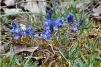 Veronica saturejifolia