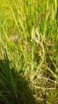 Carex praecox