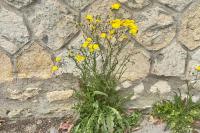 Crepis capillaris