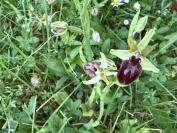 Ophrys aranifera