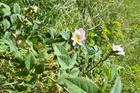 Rosa canina