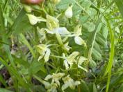 Platanthera chlorantha