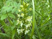 Platanthera chlorantha