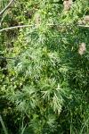 Aconitum bauhinii