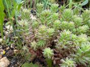Sedum