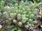 Sedum