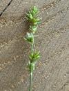 Carex leersii