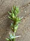 Carex leersii