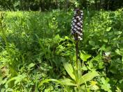 Orchis purpurea