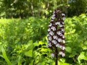 Orchis purpurea