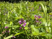 Polygala vulgaris