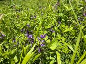 Polygala vulgaris