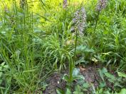 Orchis x angusticruris