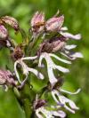 Orchis x angusticruris