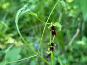 Ophrys insectifera