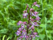 Orchis simia