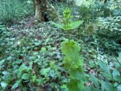 Hypericum pulchrum