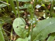 Veronica officinalis
