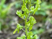 Neottia ovata